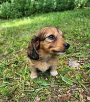 Annie , a female Miniature Dachshund for sale in Hartville, MO – 3 of 10