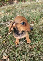 Daisy, a female Miniature Dachshund for sale in Hartville, MO – 5 of 7