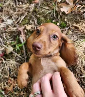 Eli , a male Miniature Dachshund for sale in Hartville, MO – 7 of 8