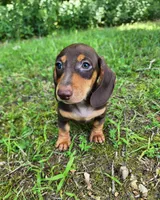 Whiskey , a male Miniature Dachshund for sale in Hartville, MO – 9 of 10
