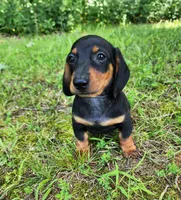 Walker, a male Miniature Dachshund for sale in Hartville, MO – 7 of 10
