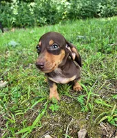 Wilbur, a male Miniature Dachshund for sale in Hartville, MO – 9 of 10