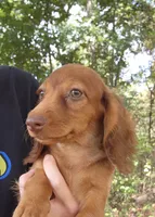 Eli , a male Miniature Dachshund for sale in Hartville, MO – 4 of 8