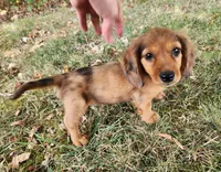 Eliot, a male Miniature Dachshund for sale in Hartville, MO – 3 of 10