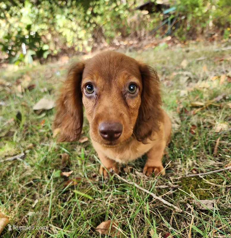 Eli  – Miniature Dachshund puppy for sale in Hartville, MO
