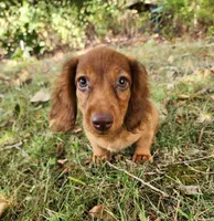 Eli , a male Miniature Dachshund for sale in Hartville, MO – 1 of 8