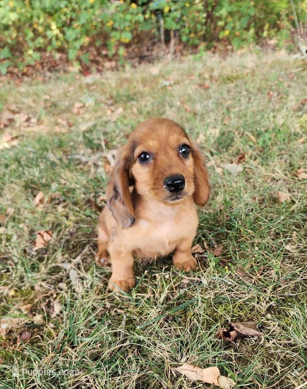 Eliot – Miniature Dachshund puppy for sale in Hartville, MO