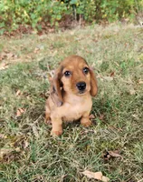 Eliot, a male Miniature Dachshund for sale in Hartville, MO – 1 of 10