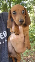 Charlie, a male Miniature Dachshund for sale in Hartville, MO – 4 of 10