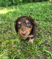 Alfie, a male Miniature Dachshund for sale in Hartville, MO – 5 of 10