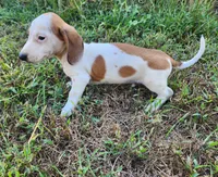 Ike, a male Miniature Dachshund for sale in Hartville, MO – 4 of 10