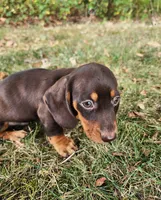 Felix, a male Miniature Dachshund for sale in Hartville, MO – 4 of 10