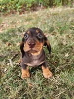 Felix, a male Miniature Dachshund for sale in Hartville, MO – 5 of 10