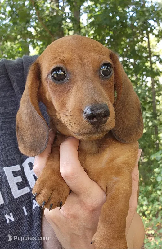 Charlie – Miniature Dachshund puppy for sale in Hartville, MO