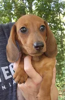 Charlie, a male Miniature Dachshund for sale in Hartville, MO – 1 of 10