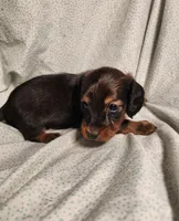 Pluto, a male Miniature Dachshund for sale in Hartville, MO – Photo 6 of 10