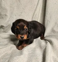 Pluto, a male Miniature Dachshund for sale in Hartville, MO – Photo 10 of 10
