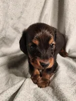 Pluto, a male Miniature Dachshund for sale in Hartville, MO – Photo 3 of 10