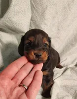 Pluto, a male Miniature Dachshund for sale in Hartville, MO – Photo 7 of 10