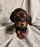 Pluto, a male Miniature Dachshund for sale in Hartville, MO – Photo 1 of 10