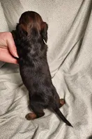 Pluto, a male Miniature Dachshund for sale in Hartville, MO – Photo 8 of 10