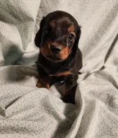 Pluto, a male Miniature Dachshund for sale in Hartville, MO – Photo 2 of 10