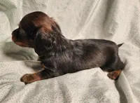 Pluto, a male Miniature Dachshund for sale in Hartville, MO – Photo 9 of 10