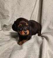 Pluto, a male Miniature Dachshund for sale in Hartville, MO – Photo 5 of 10