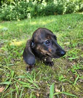 Zendaya, a female Miniature Dachshund for sale in Hartville, MO – 9 of 10