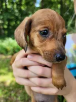 Banjo, a male Miniature Dachshund for sale in Hartville, MO – 4 of 10