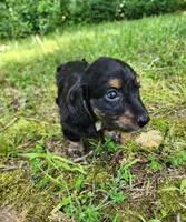 Alice , a female Miniature Dachshund for sale in Hartville, MO – 8 of 10