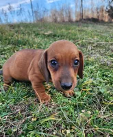 Odin, a male Miniature Dachshund for sale in Hartville, MO – Photo 9 of 10