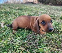 Odin, a male Miniature Dachshund for sale in Hartville, MO – Photo 7 of 10