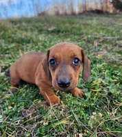 Odin, a male Miniature Dachshund for sale in Hartville, MO – Photo 4 of 10