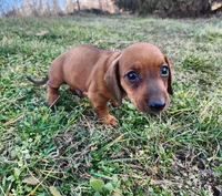 Odin, a male Miniature Dachshund for sale in Hartville, MO – Photo 8 of 10