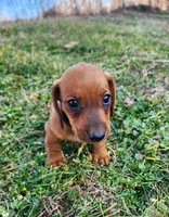 Odin, a male Miniature Dachshund for sale in Hartville, MO – Photo 6 of 10