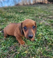Odin, a male Miniature Dachshund for sale in Hartville, MO – Photo 5 of 10