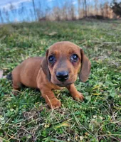 Odin, a male Miniature Dachshund for sale in Hartville, MO – Photo 1 of 10