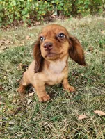 Eli , a male Miniature Dachshund for sale in Hartville, MO – 4 of 9