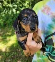 Buffy, a female Miniature Dachshund for sale in Hartville, MO – 4 of 10