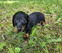 Boomer , a male Miniature Dachshund for sale in Hartville, MO – 7 of 10