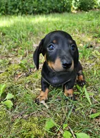 Boomer , a male Miniature Dachshund for sale in Hartville, MO – 9 of 10