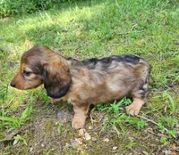 Athena , a female Miniature Dachshund for sale in Hartville, MO – 9 of 10