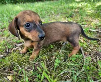 Bindi, a female Miniature Dachshund for sale in Hartville, MO – 3 of 10