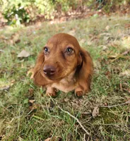 Eli , a male Miniature Dachshund for sale in Hartville, MO – 2 of 8