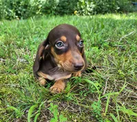 Wilbur, a male Miniature Dachshund for sale in Hartville, MO – 8 of 10