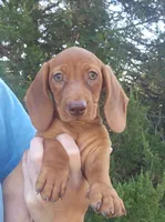 Finn, a male Miniature Dachshund for sale in Hartville, MO – 4 of 6