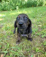 Zendaya, a female Miniature Dachshund for sale in Hartville, MO – 2 of 10