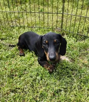 Oakley , a male Miniature Dachshund for sale in Hartville, MO – Photo 2 of 10