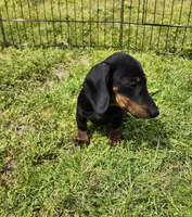 Oakley , a male Miniature Dachshund for sale in Hartville, MO – Photo 8 of 10